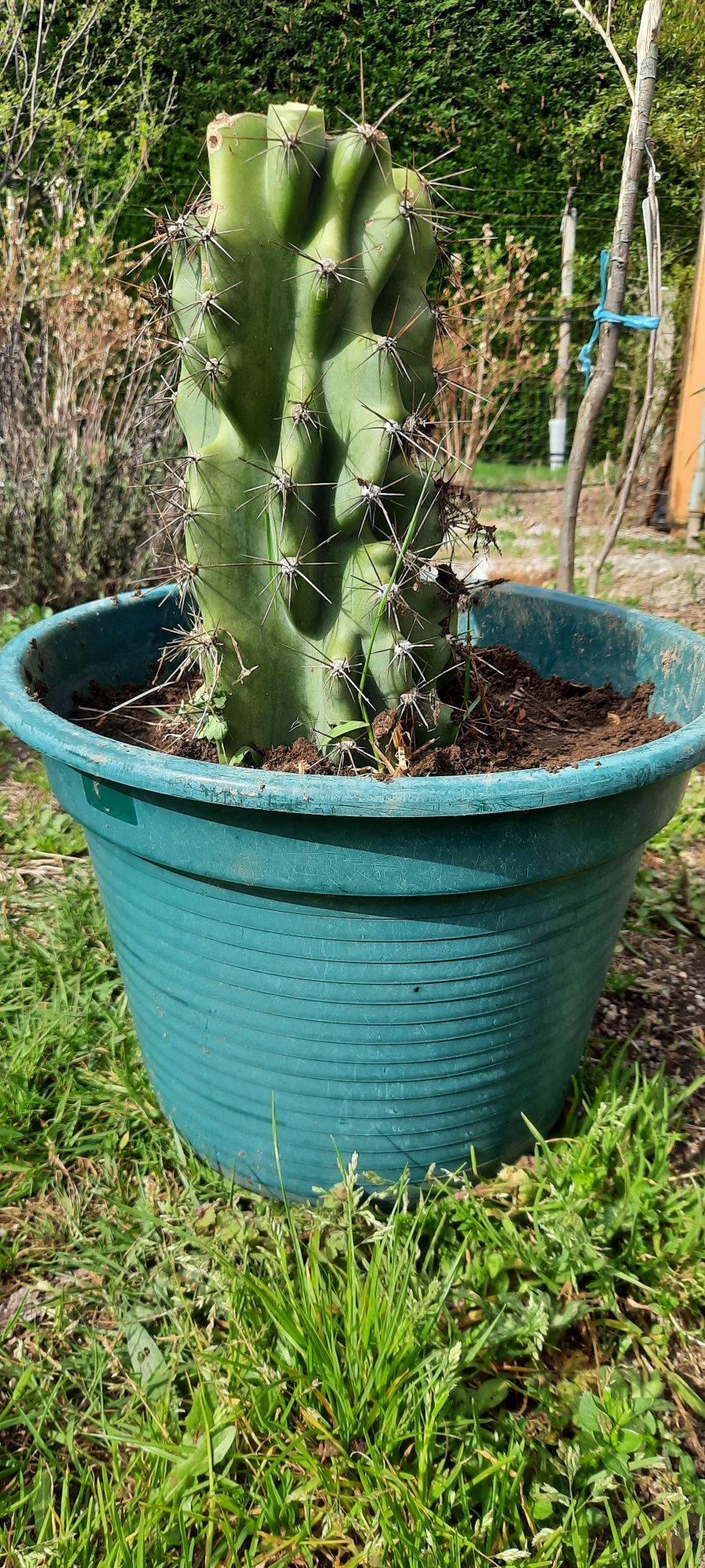 Cacto monstro (Cereus Peruviano Monstruosus)