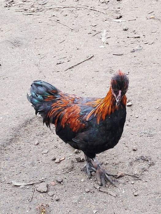 Kury czubatki KOGUTY sprzedam.