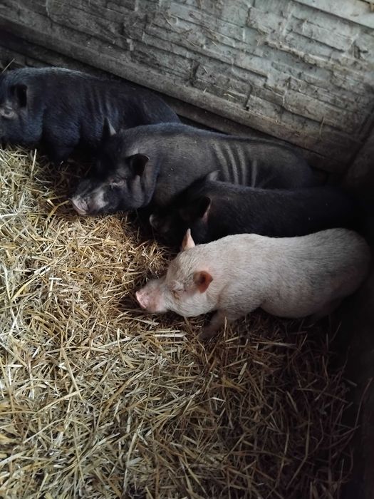 Sprzedam swinke wietnamke knurka