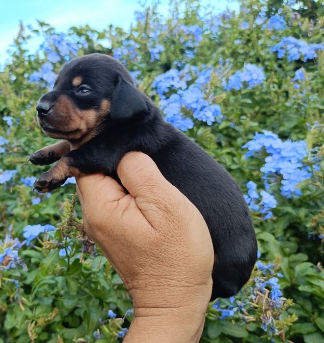Teckel  preto afogueado