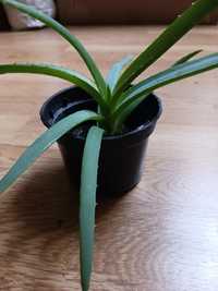 Aloes, sadzonka 15 - 25 cm