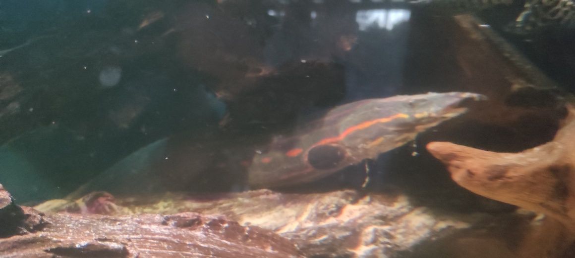 Węgorek ognisty 60cm