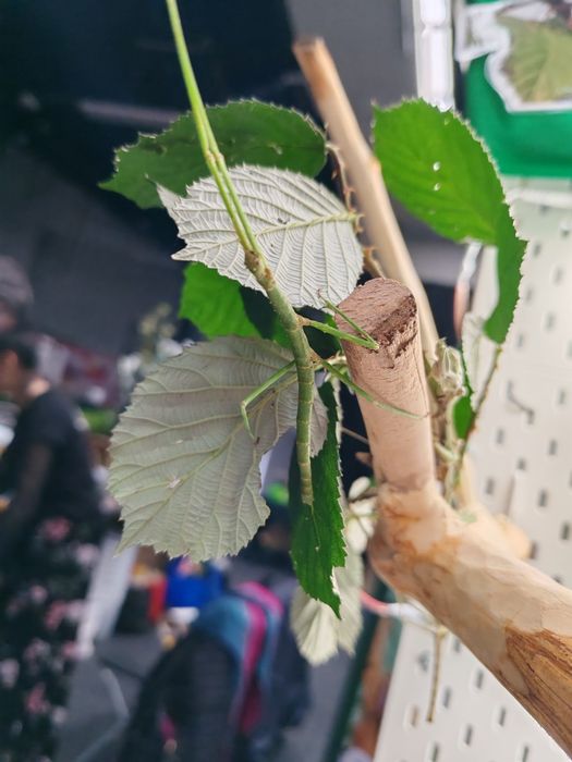 Zestaw pokarmu dla patyczaków