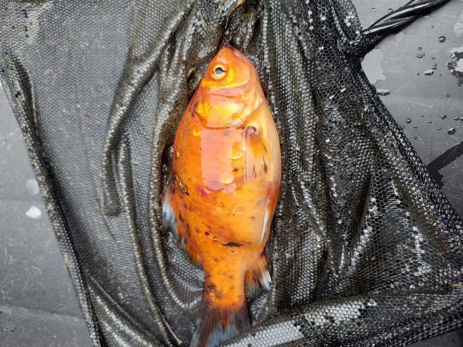 Narybek karaś karp kolor