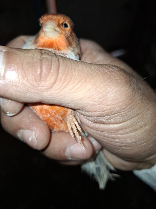 Canario agata vermelho nevado