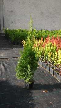 Doniczka P9, thuja smaragd, tuja szmaragd 50-70cm