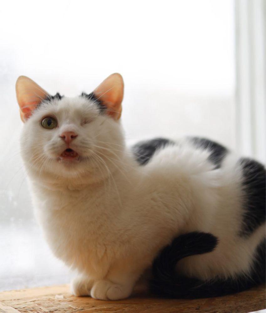 Пушистик котик Нильс, 1 год, красивый кот, котенок