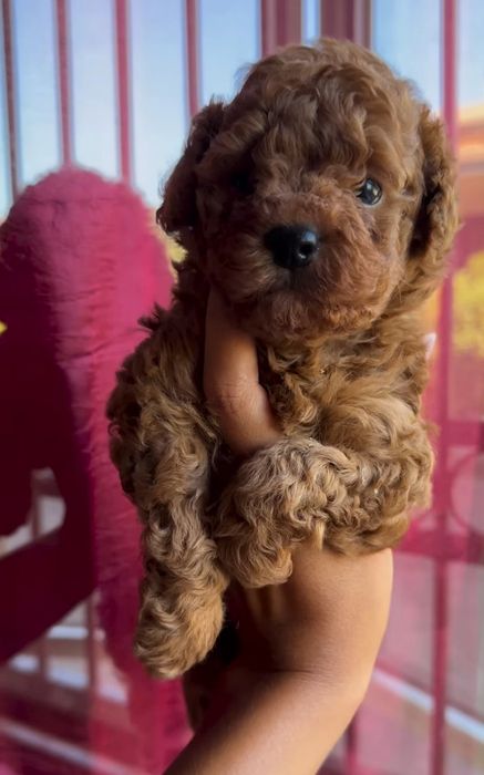 Найкращій хлопець,кудряшка.той пудель