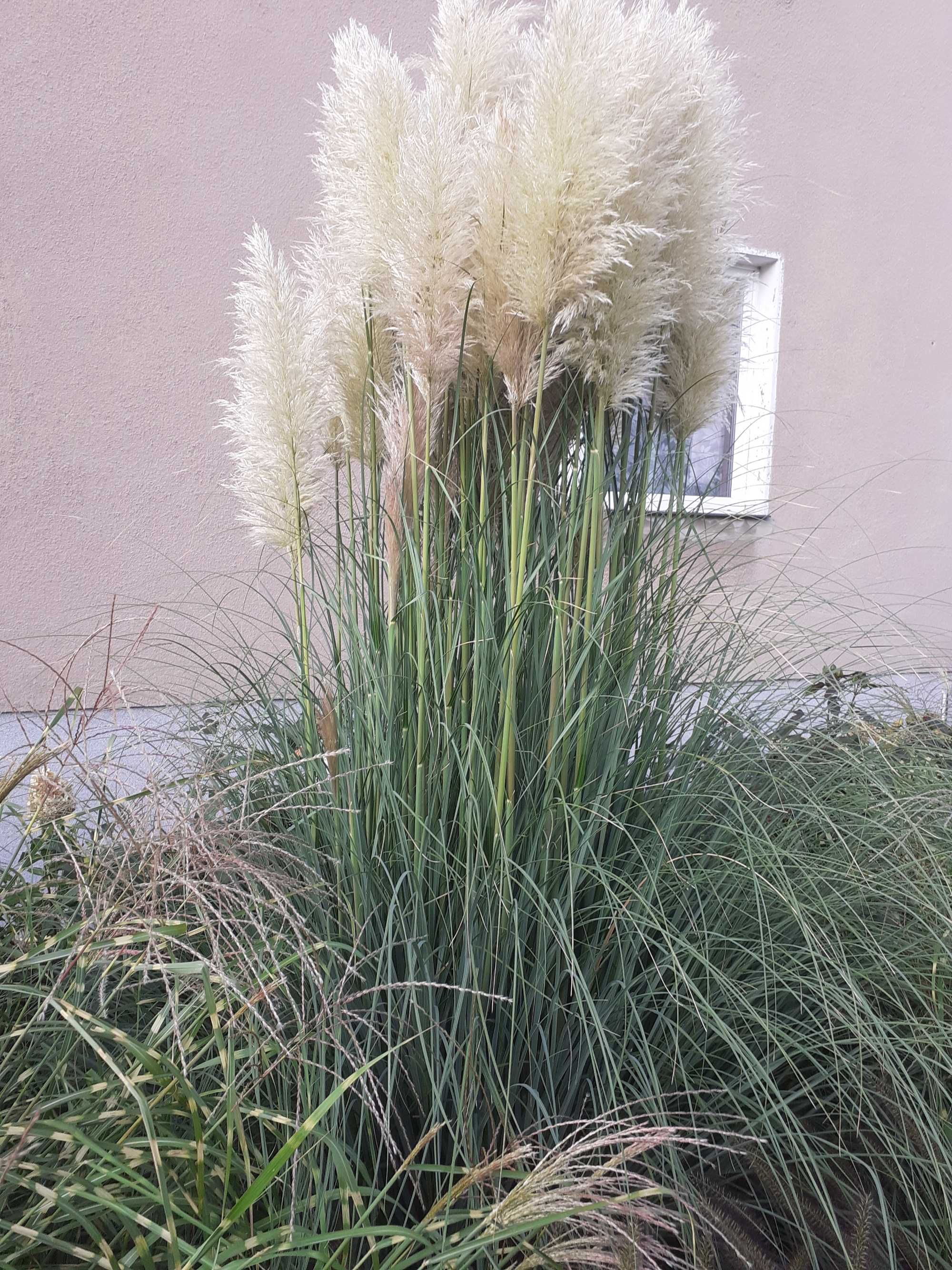 trawa pampasowa Cortaderia selloana 'Evita
