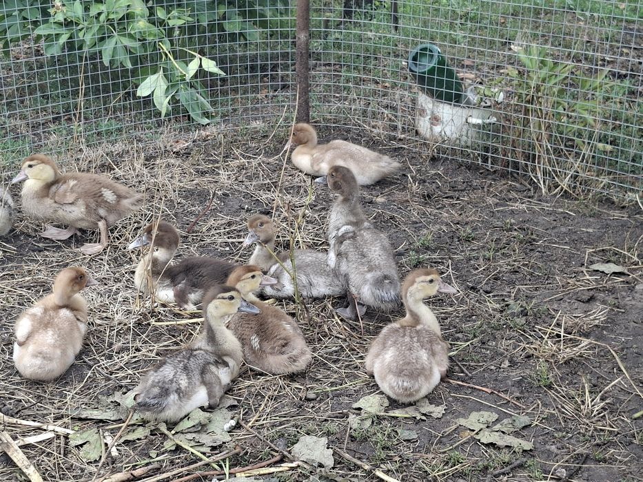 Мускусні качки, каченята.