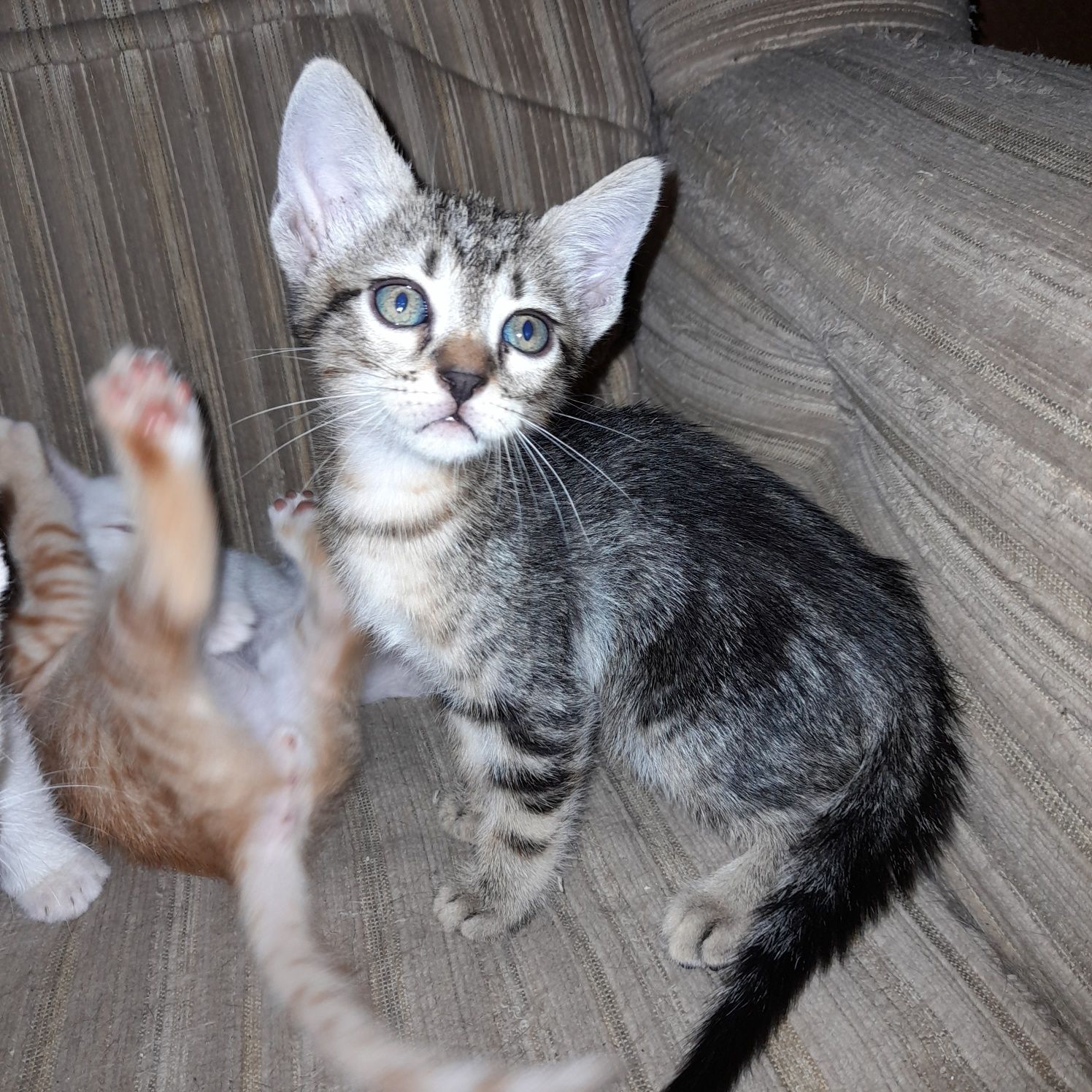 Gatos para adoçao