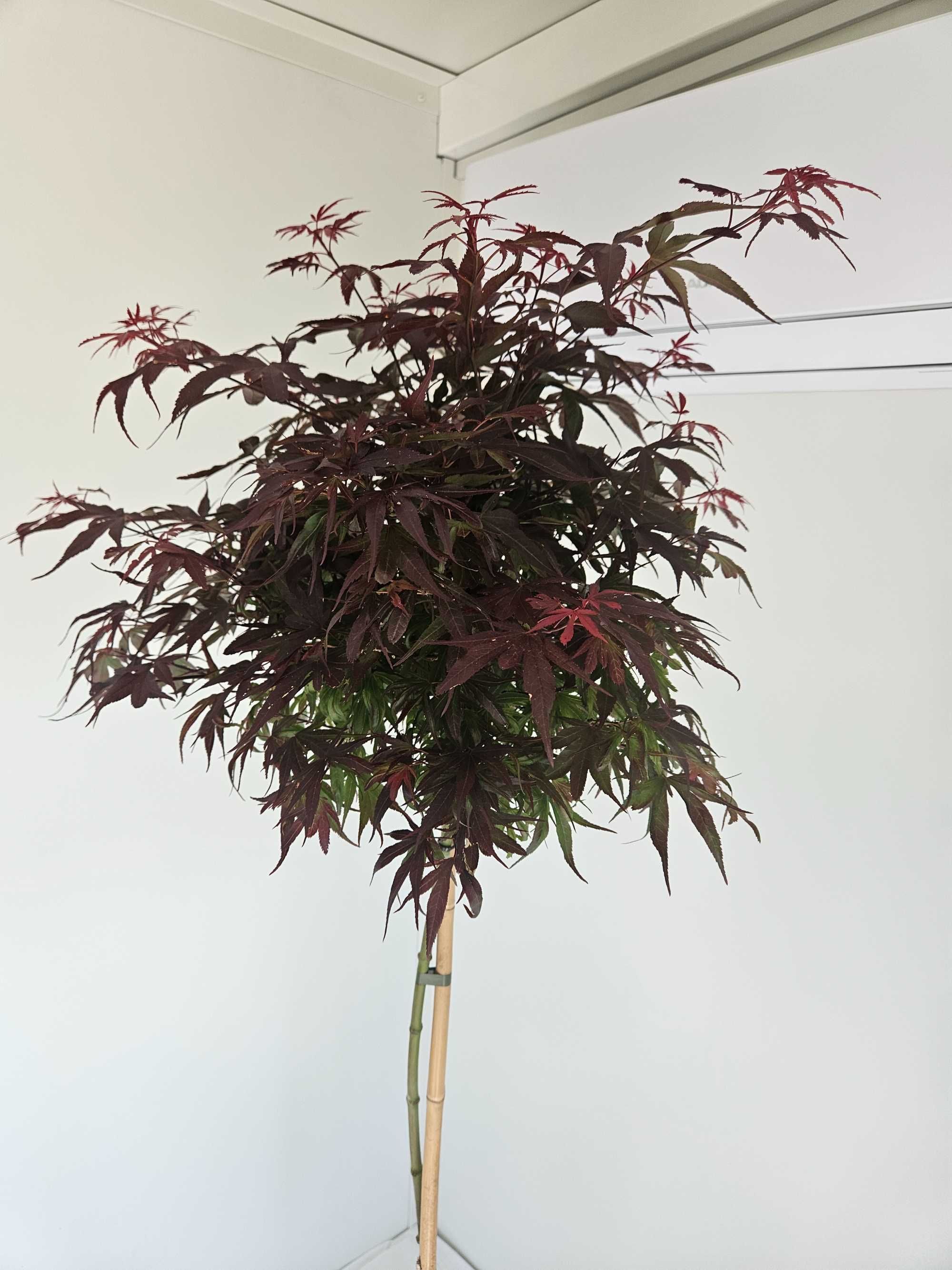 Klon palmowy szczepiony Shaina na pniu – Acer palmatum 'Shaina'