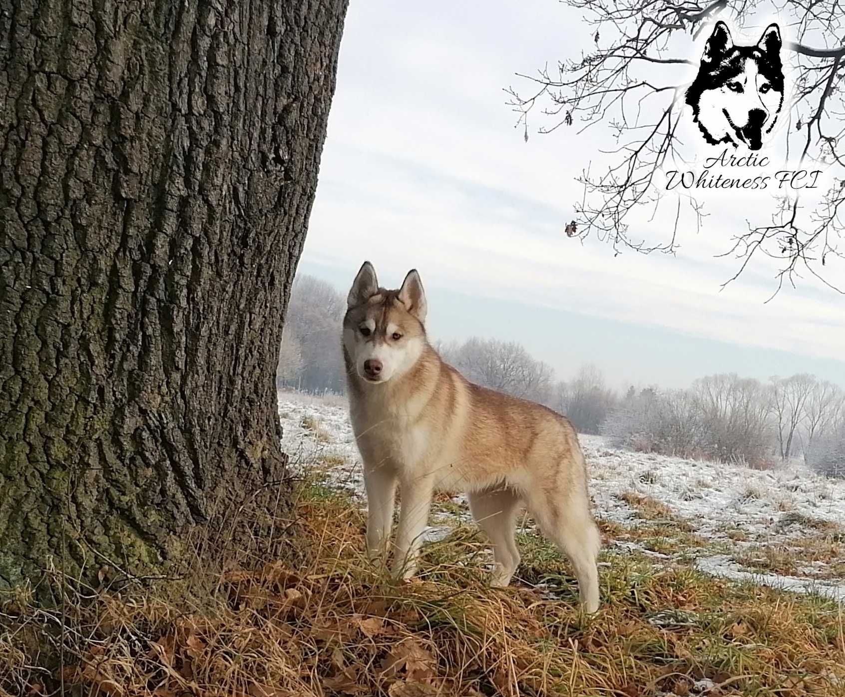 Siberian Husky 2 letni samiec  z rodowodem ZKwP/FCI