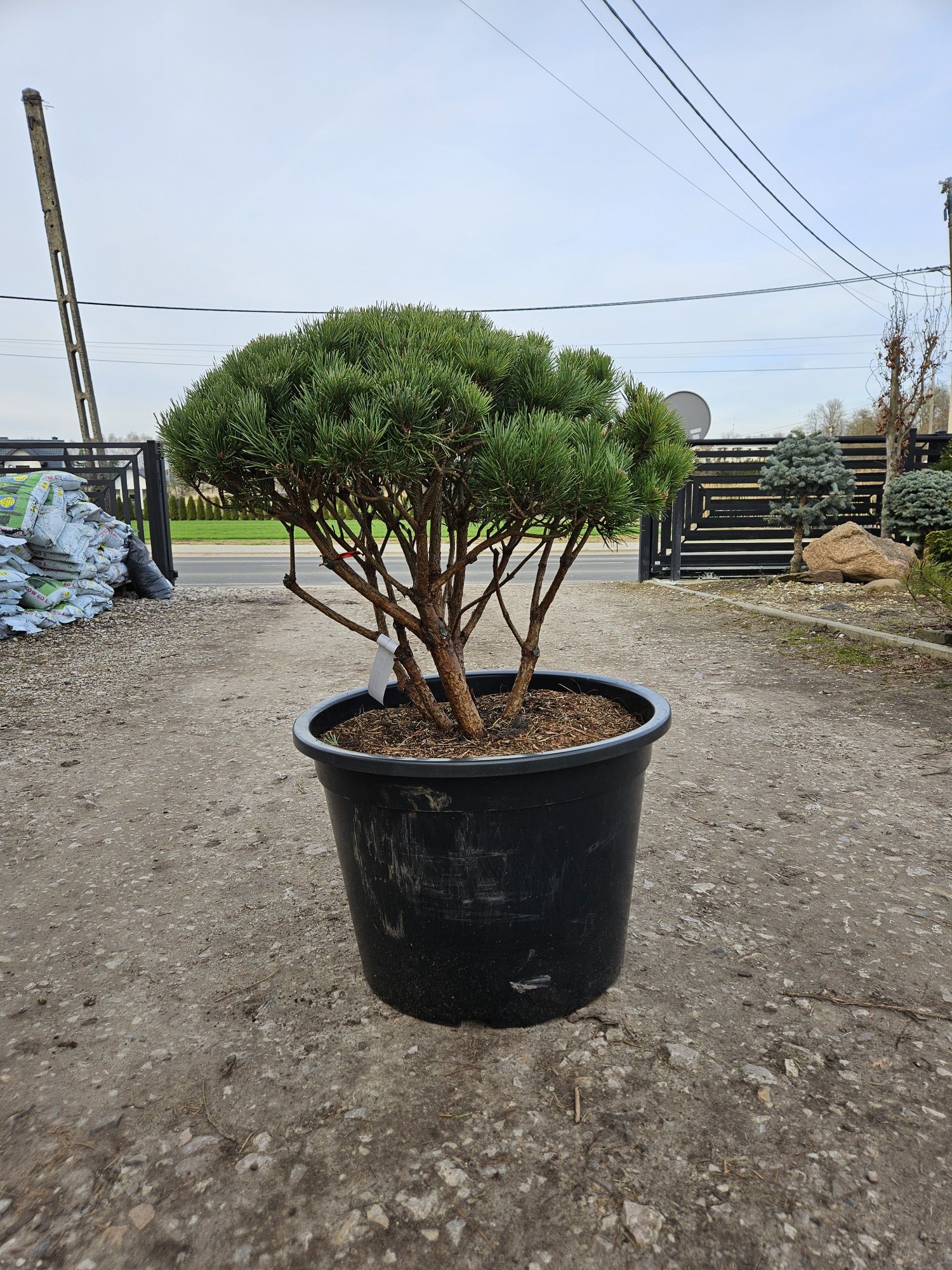 Sosna Watereri bonsai