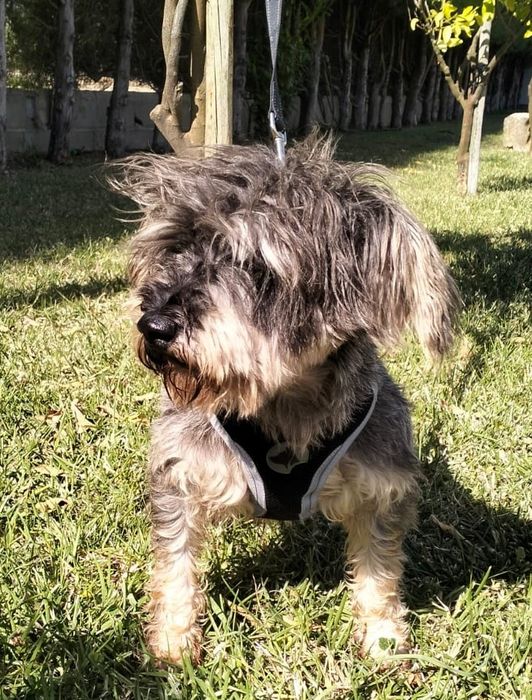 Sal- cão de porte pequeno para adoção