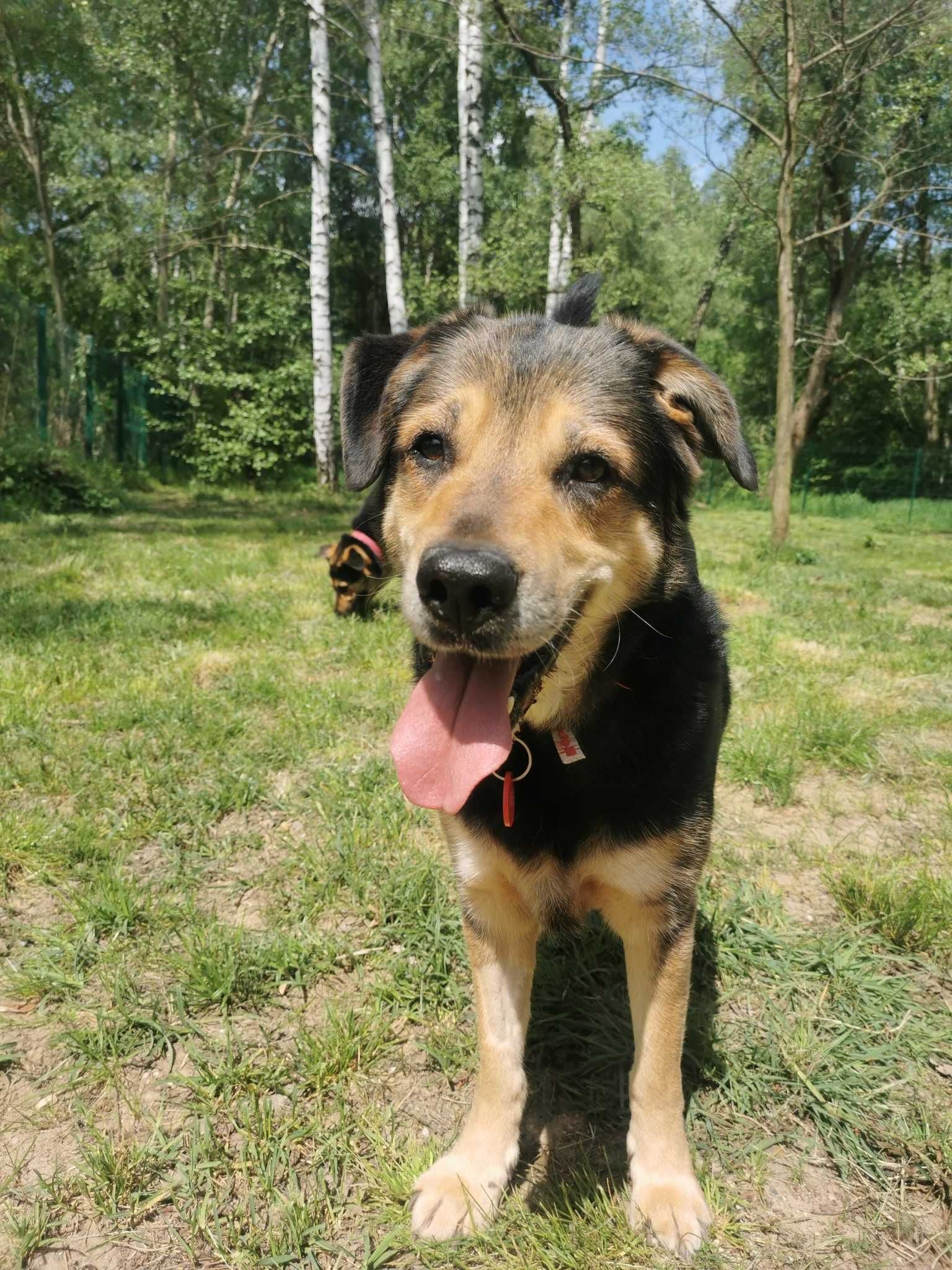 Rambo czeka na dom...