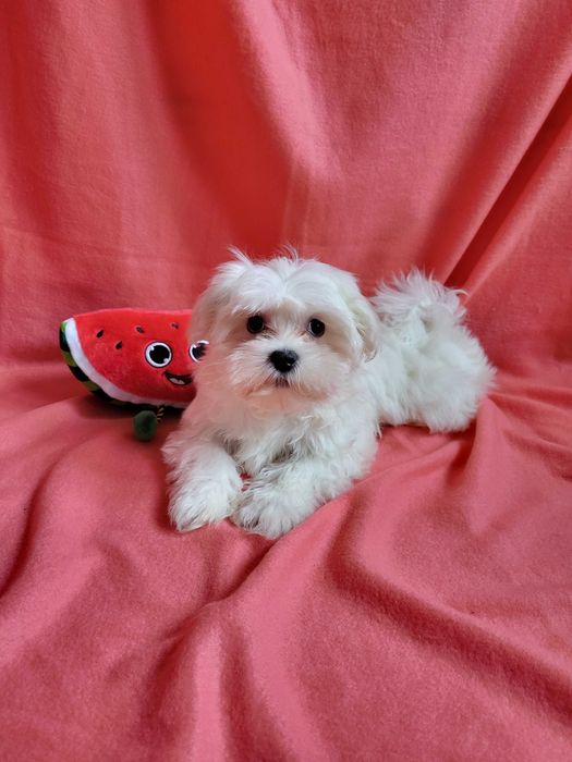 Śliczna sunia Maltańczyk