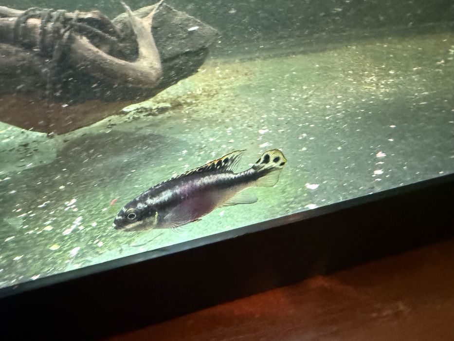 Rozdawane są za darmo; jest ich w sumie około 10, różnej wielkości.