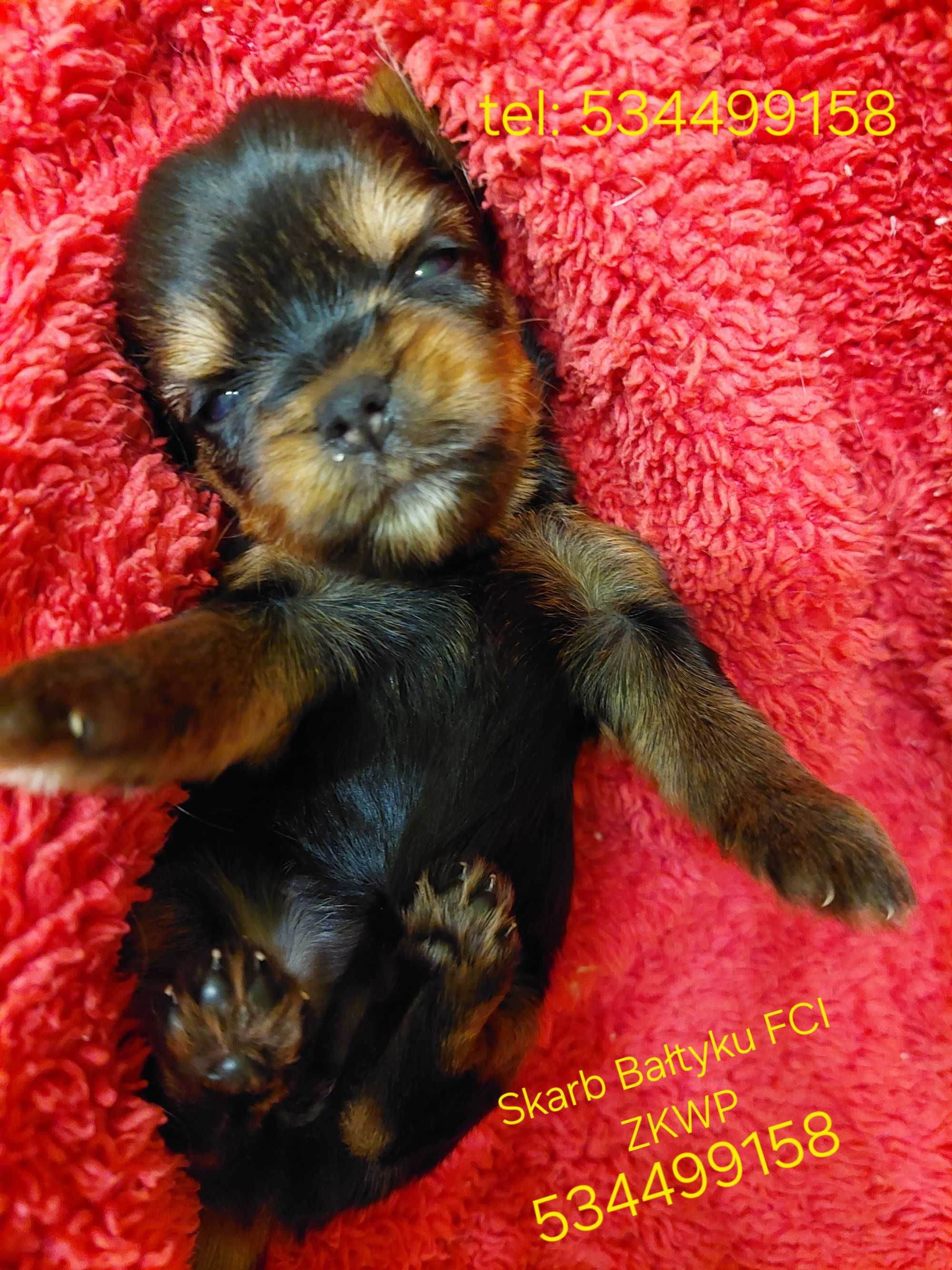 York, Yorkshire terrier, wolna sunia xxs