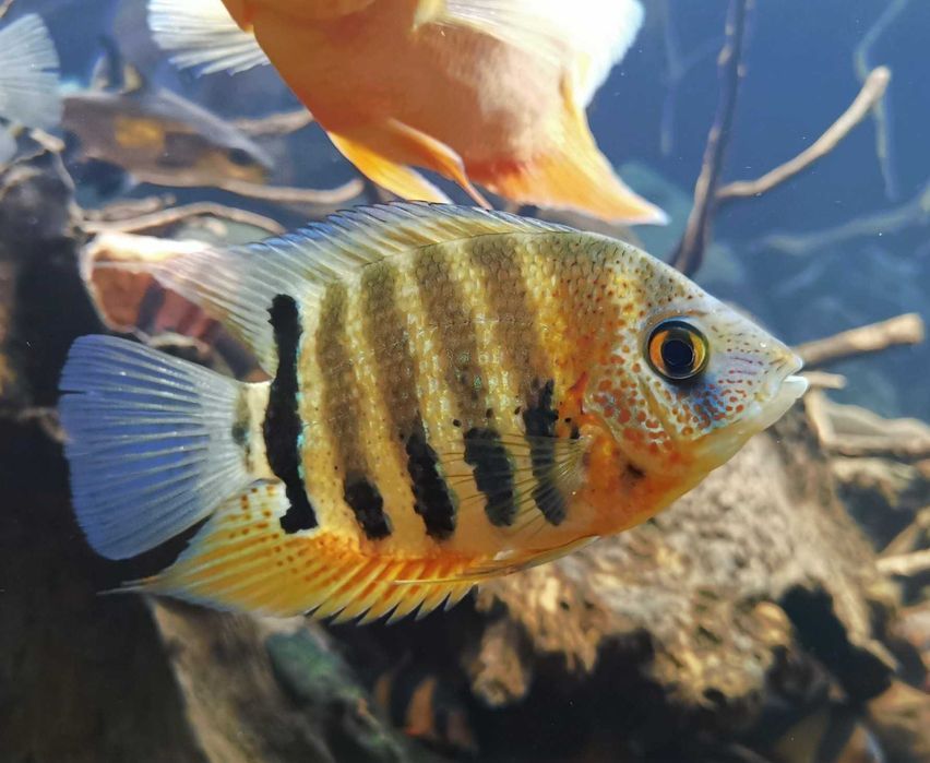 Pielęgnica Severum Rotkail - SKALMAR Sklep Akwarysty