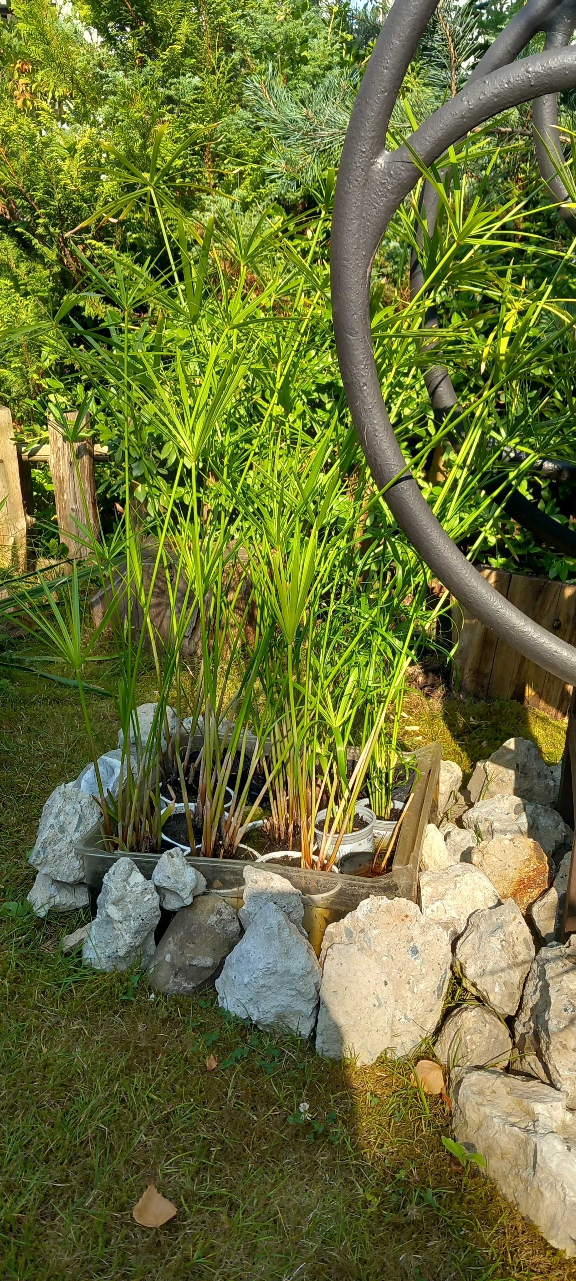 Papirus(Cibora)-także do oczka wodnego)