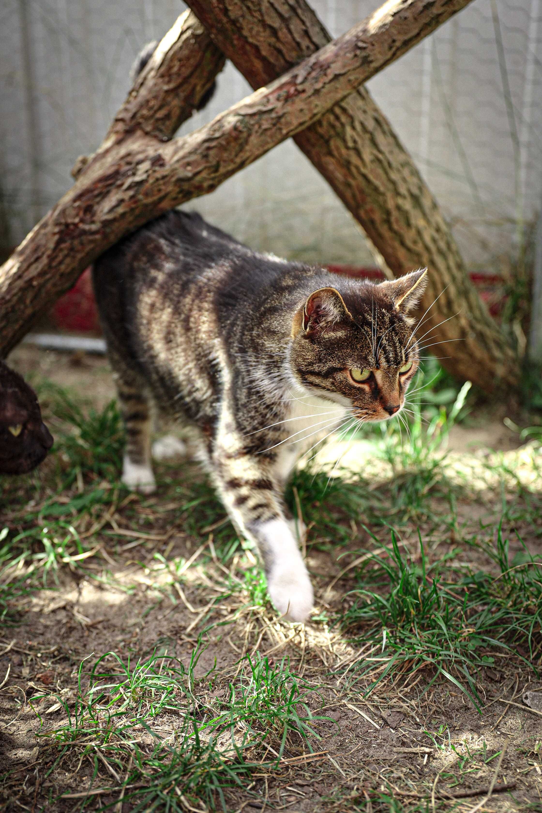 Gronko poleca się do adopcji