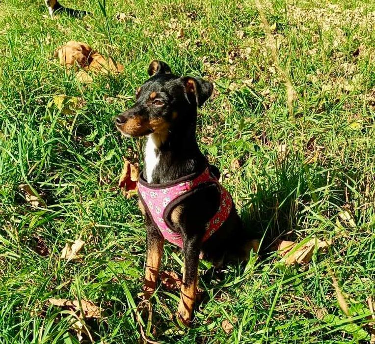 Elizka  4 kg,  urocza, filigranowa pinczereczka do adopcji