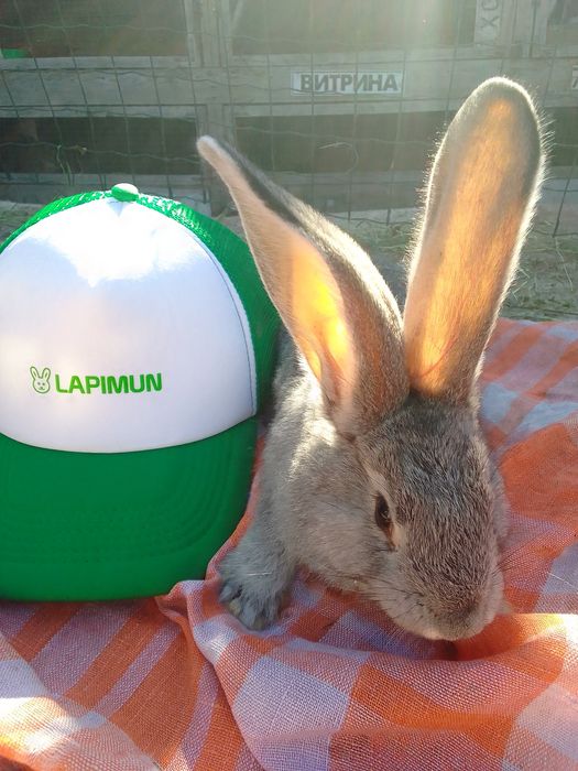 ...я Бельгійський Велетень місячний.