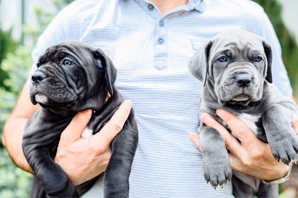 Розкішний  кобель Кане корсо для вʼязки