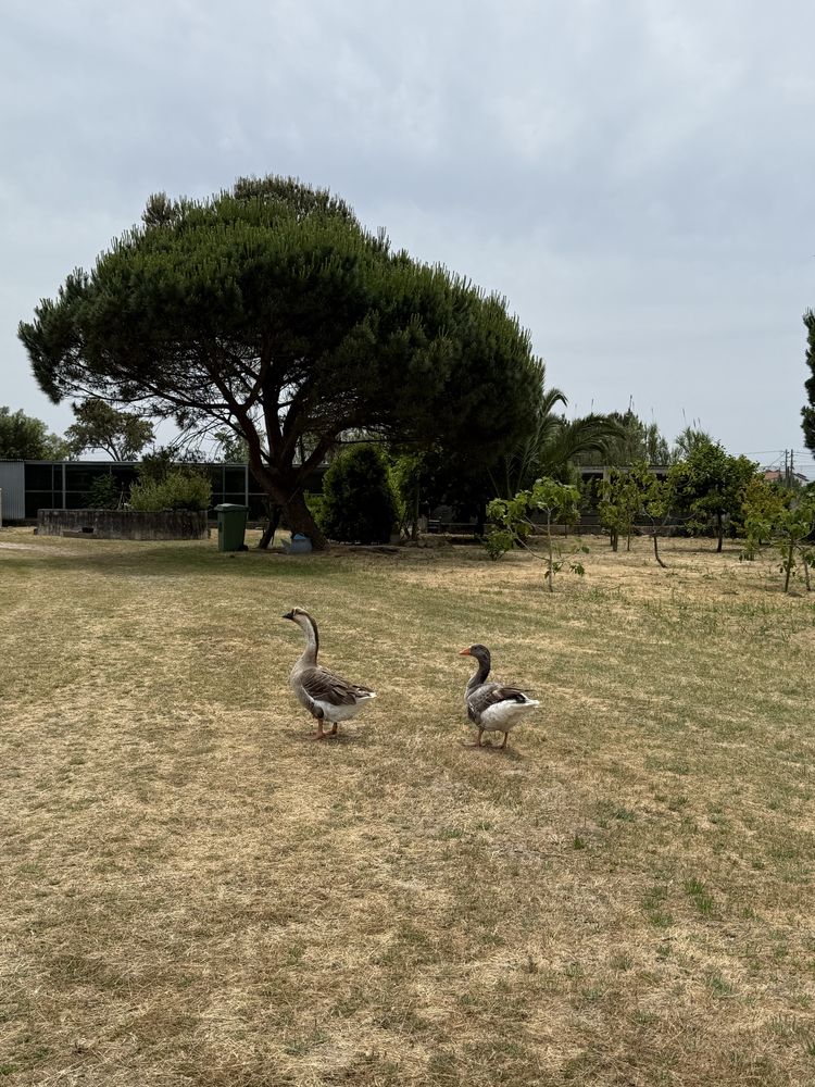 Quinta no Centro de Mira com 10.000 m² – Oportunidade Única!