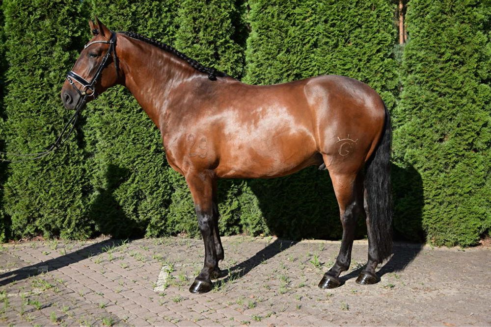 Piekny walach andaluzyjski