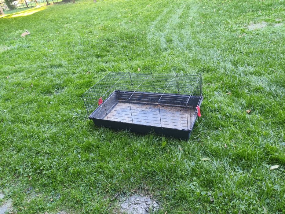 Króliki - 1 samica 1 samiec