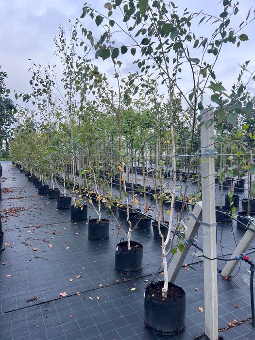 Brzoza pożyteczna Betula utilis ‚Doorenbos’ wys. 250-300cm