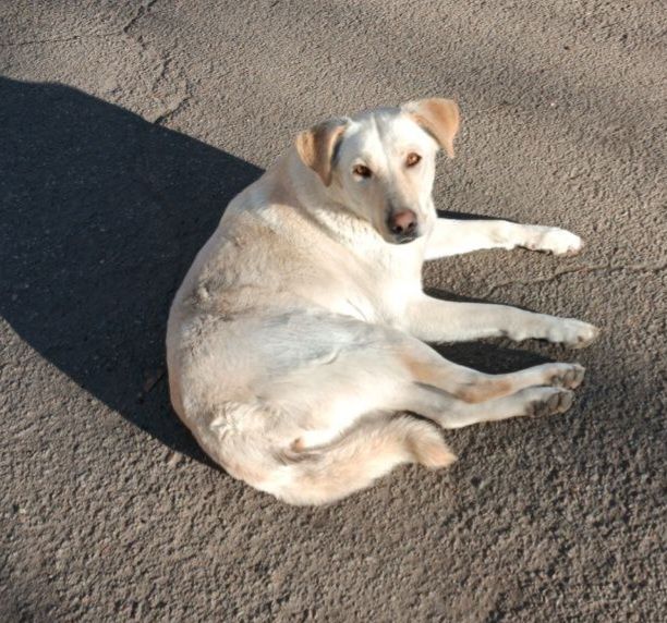 Отдам даром в добрые руки собаку метис лабрадора