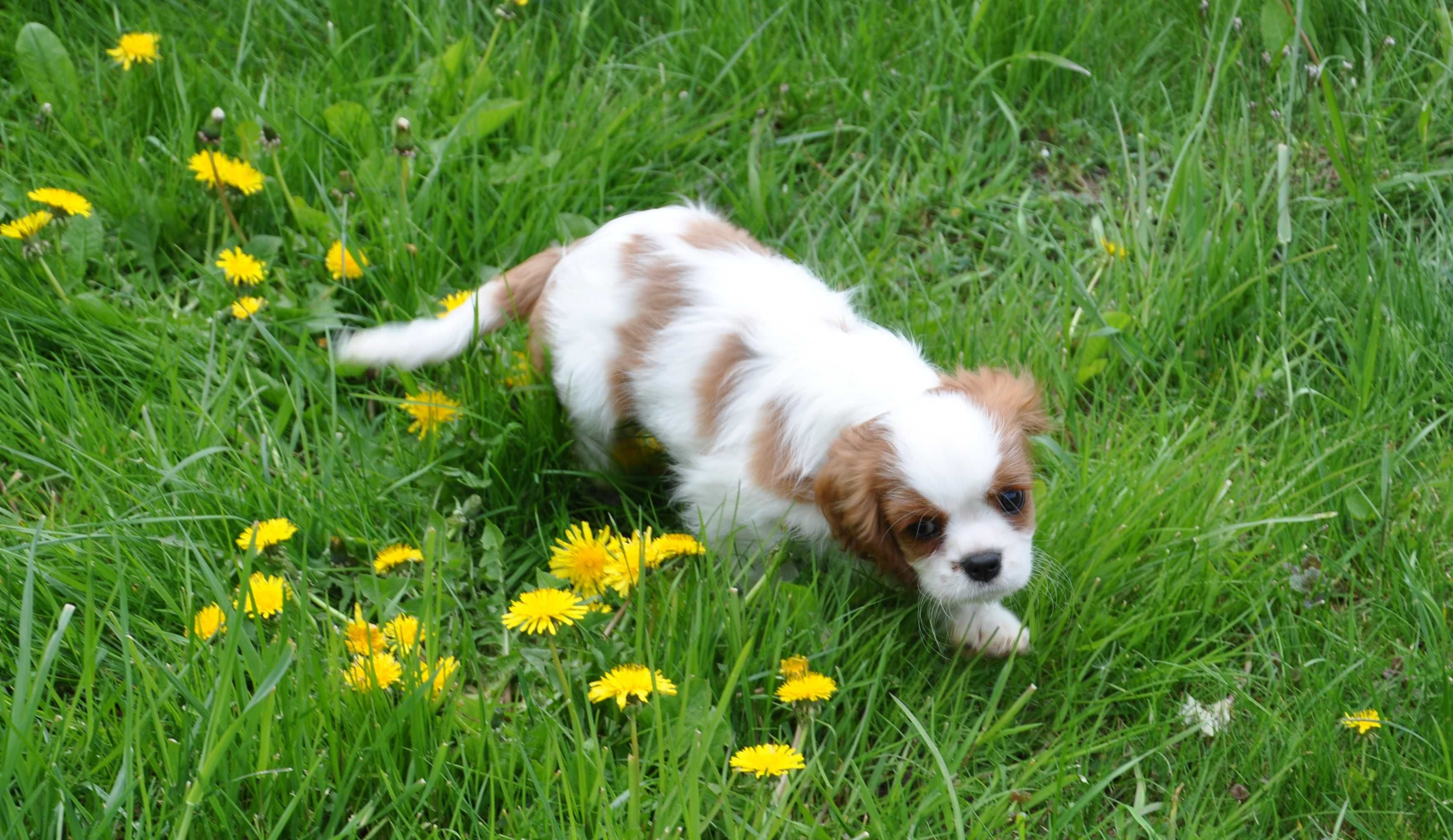 Cavalier King Charles Spaniel - ZKwP FCI