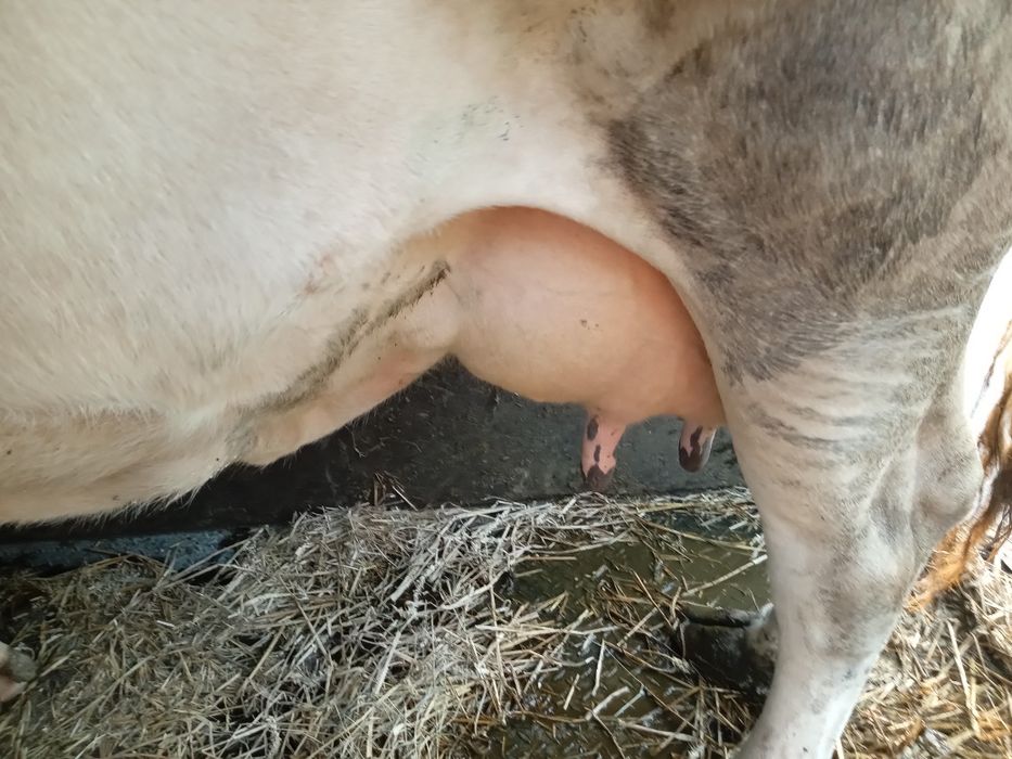 Продам добру корову