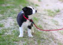 Idealna suczka border collie ZKwP / FCI