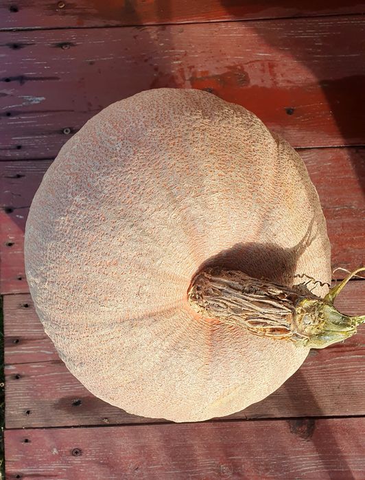 11 kg. Dynia duża na halloween. Odbiór osobisty w Lesznie.