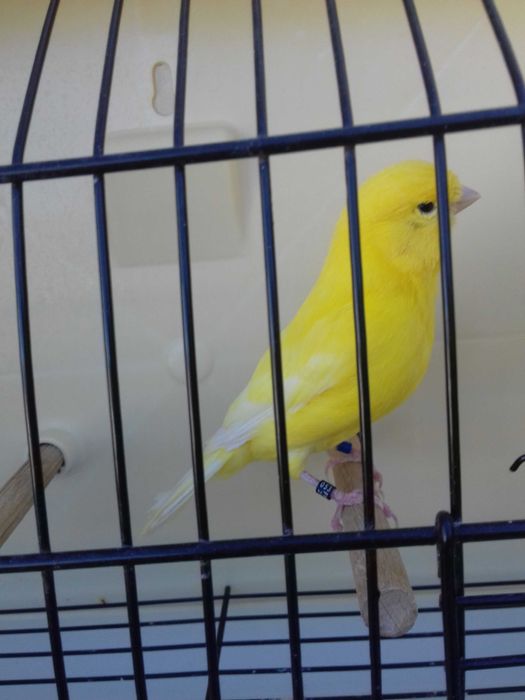 Tenho alguns canarios