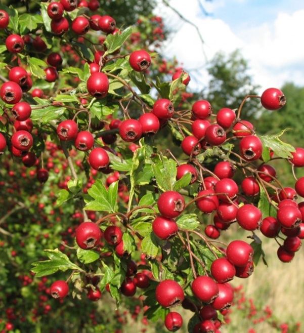 Продам саджанці глоду звичайного