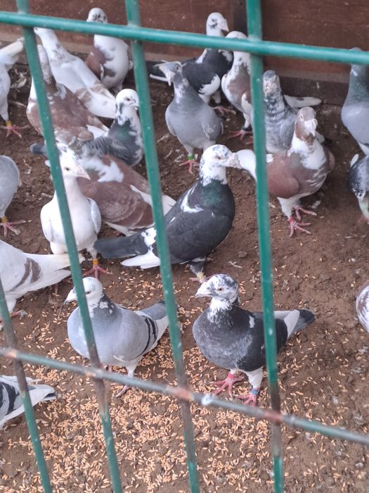 Golebie staropolskie