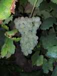 Vendo uvas de vinho verde