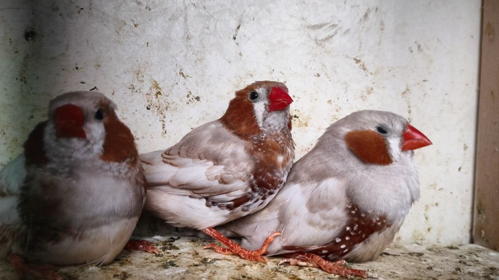 Zeberki rudopierśne,rude 2025