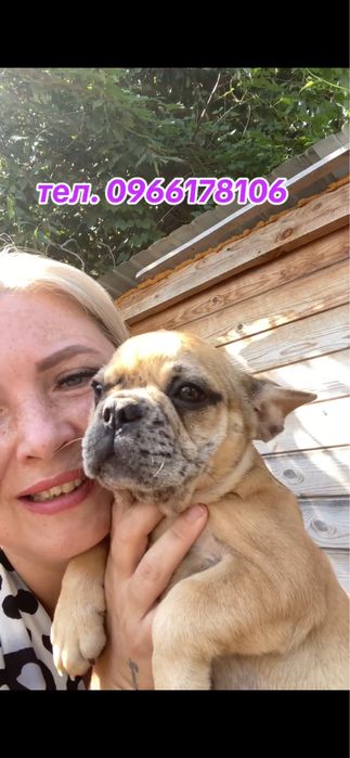 Дівчинка блакитно-палевий мерле