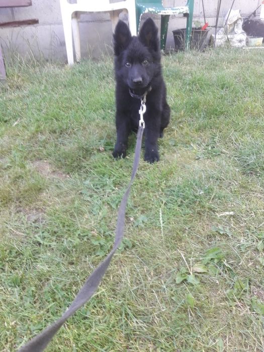 Owczarek niemiecki długowłosy czarny