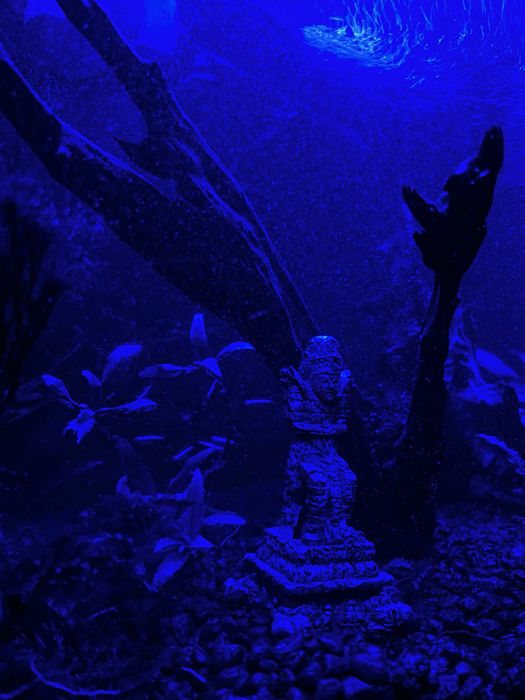 Akwarium Panoramiczne 100L – Komplet z życiem