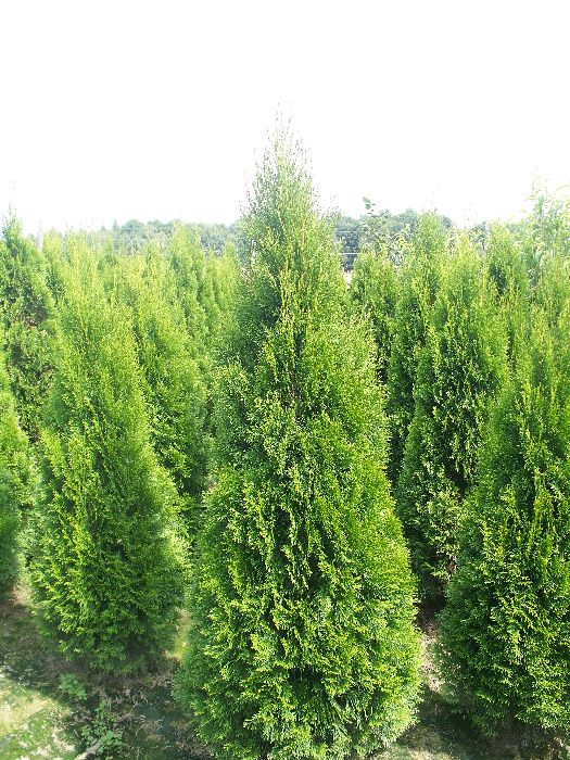 Tuja Thuja Tuje Szmaragd 'Smaragd' 180-220cm