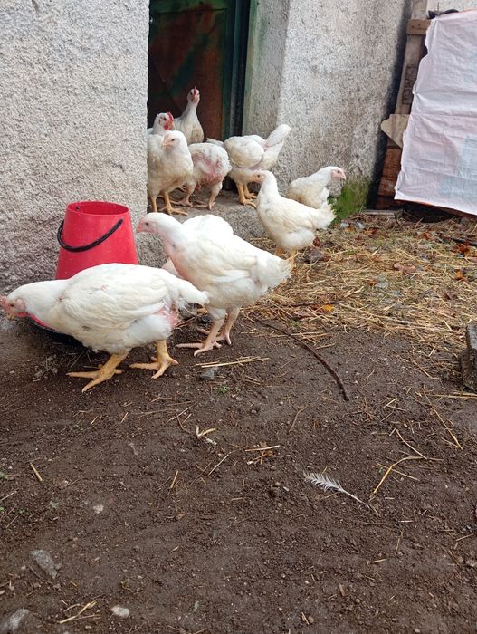 Vendo frangos de engorda