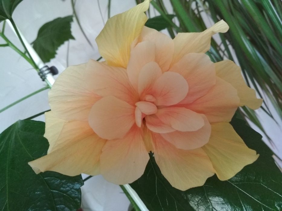 Гібіскус махровий, домашній.