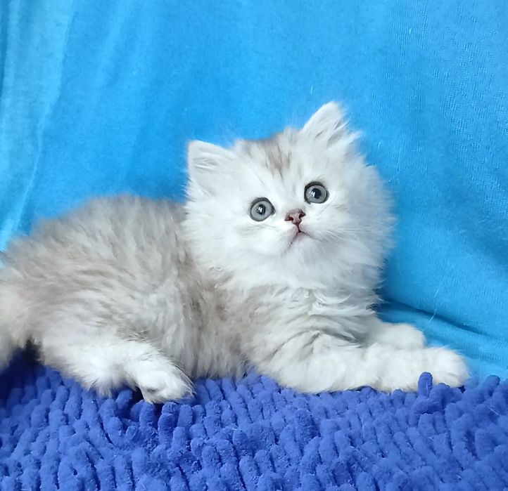 Серебристая шиншилла мальчик британский